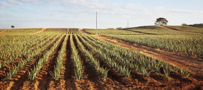 forever living farm in Texas